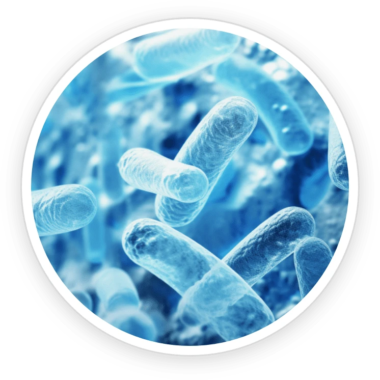 GumAktiv Ingredient Lactobacillus Paracasei