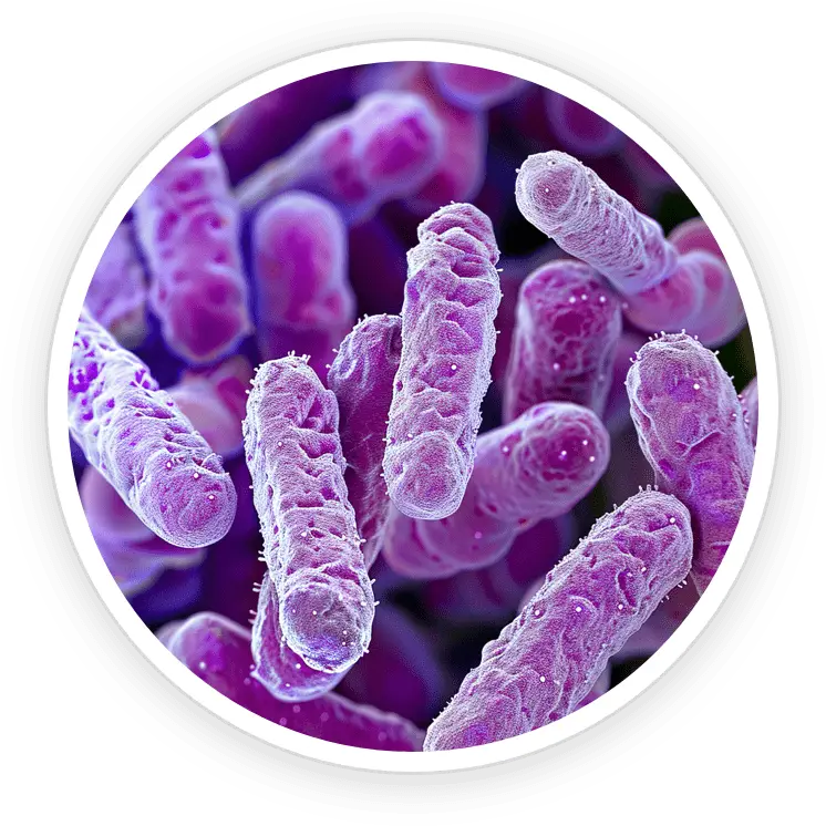 GumAktiv Ingredient Lactobacillus Reuteri